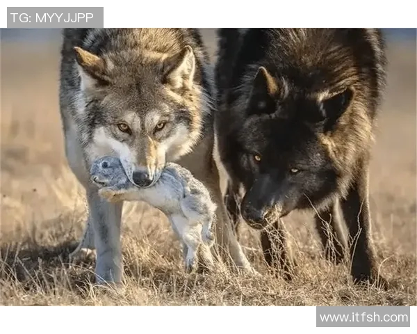 棕熊与二十只狼的生死对决谁能在森林中称王称霸 棕熊与二十只狼的生死对决谁能在森林中称王称霸